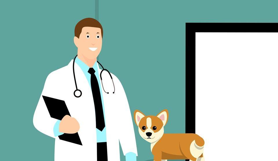 Kodėl svarbu lankytis pas veterinarą?